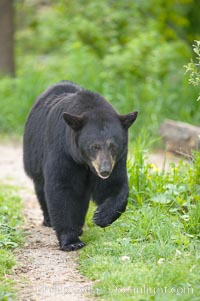 Black bear walking in a grassy meadow.  Black bears can live 25 years or more, and range in color from deepest black to chocolate and cinnamon brown.  Adult males typically weigh up to 600 pounds.  Adult females weight up to 400 pounds and reach sexual maturity at 3 or 4 years of age.  Adults stand about 3' tall at the shoulder, Ursus americanus, Orr, Minnesota