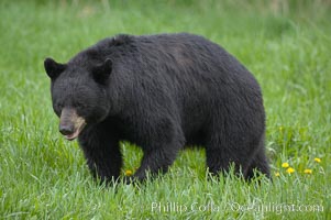 Black bear walking in a grassy meadow.  Black bears can live 25 years or more, and range in color from deepest black to chocolate and cinnamon brown.  Adult males typically weigh up to 600 pounds.  Adult females weight up to 400 pounds and reach sexual maturity at 3 or 4 years of age.  Adults stand about 3' tall at the shoulder, Ursus americanus, Orr, Minnesota