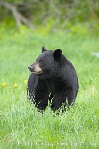 Black bear walking in a grassy meadow.  Black bears can live 25 years or more, and range in color from deepest black to chocolate and cinnamon brown.  Adult males typically weigh up to 600 pounds.  Adult females weight up to 400 pounds and reach sexual maturity at 3 or 4 years of age.  Adults stand about 3' tall at the shoulder, Ursus americanus, Orr, Minnesota