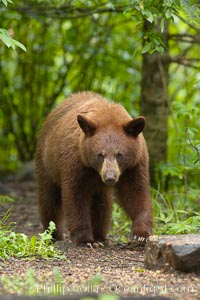 Black bear walking in a forest.  Black bears can live 25 years or more, and range in color from deepest black to chocolate and cinnamon brown.  Adult males typically weigh up to 600 pounds.  Adult females weight up to 400 pounds and reach sexual maturity at 3 or 4 years of age.  Adults stand about 3' tall at the shoulder, Ursus americanus, Orr, Minnesota