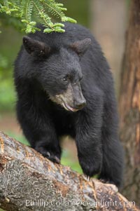 Black bear walking in a forest.  Black bears can live 25 years or more, and range in color from deepest black to chocolate and cinnamon brown.  Adult males typically weigh up to 600 pounds.  Adult females weight up to 400 pounds and reach sexual maturity at 3 or 4 years of age.  Adults stand about 3' tall at the shoulder, Ursus americanus, Orr, Minnesota