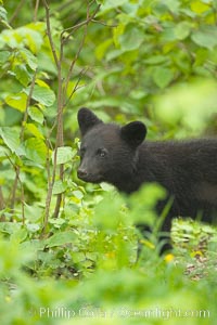 Black bear cub.  Black bear cubs are typically born in January or February, weighing less than one pound at birth.  Cubs are weaned between July and September and remain with their mother until the next winter, Ursus americanus, Orr, Minnesota