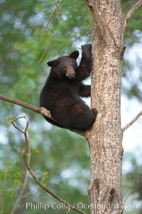 Black bear in a tree.  Black bears are expert tree climbers and will ascend trees if they sense danger or the approach of larger bears, to seek a place to rest, or to get a view of their surroundings, Ursus americanus, Orr, Minnesota