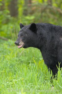 American black bear in grassy meadow, Ursus americanus, Orr, Minnesota