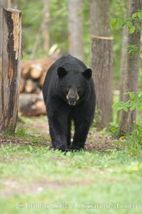 Black bear walking in a forest.  Black bears can live 25 years or more, and range in color from deepest black to chocolate and cinnamon brown.  Adult males typically weigh up to 600 pounds.  Adult females weight up to 400 pounds and reach sexual maturity at 3 or 4 years of age.  Adults stand about 3' tall at the shoulder, Ursus americanus, Orr, Minnesota