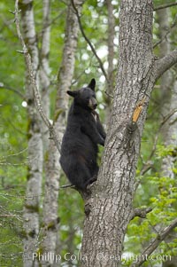 Black bear in a tree.  Black bears are expert tree climbers and will ascend trees if they sense danger or the approach of larger bears, to seek a place to rest, or to get a view of their surroundings, Ursus americanus, Orr, Minnesota