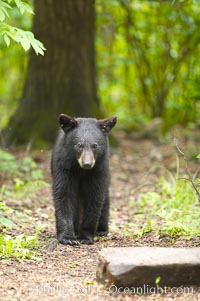 Black bear walking in a forest.  Black bears can live 25 years or more, and range in color from deepest black to chocolate and cinnamon brown.  Adult males typically weigh up to 600 pounds.  Adult females weight up to 400 pounds and reach sexual maturity at 3 or 4 years of age.  Adults stand about 3' tall at the shoulder, Ursus americanus, Orr, Minnesota