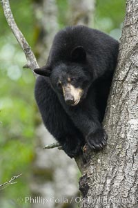 Black bear in a tree.  Black bears are expert tree climbers and will ascend trees if they sense danger or the approach of larger bears, to seek a place to rest, or to get a view of their surroundings, Ursus americanus, Orr, Minnesota