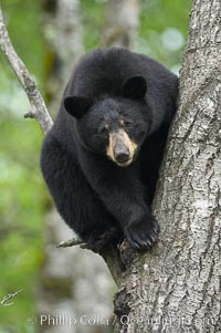 Black bear in a tree.  Black bears are expert tree climbers and will ascend trees if they sense danger or the approach of larger bears, to seek a place to rest, or to get a view of their surroundings, Ursus americanus, Orr, Minnesota