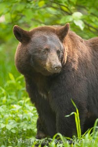 Black bear portrait.  American black bears range in color from deepest black to chocolate and cinnamon brown.  They prefer forested and meadow environments. This bear still has its thick, full winter coat, which will be shed soon with the approach of summer, Ursus americanus, Orr, Minnesota