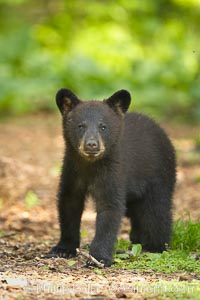 Black bear cub.  Black bear cubs are typically born in January or February, weighing less than one pound at birth.  Cubs are weaned between July and September and remain with their mother until the next winter, Ursus americanus, Orr, Minnesota