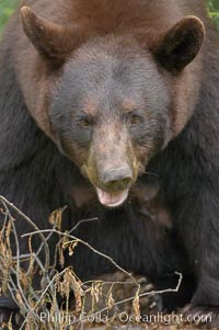 Black bear portrait.  American black bears range in color from deepest black to chocolate and cinnamon brown.  They prefer forested and meadow environments. This bear still has its thick, full winter coat, which will be shed soon with the approach of summer, Ursus americanus, Orr, Minnesota