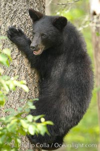 Black bears are expert tree climbers, and are often seen leaning on trees or climbing a little ways up simply to get a better look around their surroundings, Ursus americanus, Orr, Minnesota