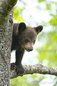 Black bear cub in a tree.  Mother bears will often send their cubs up into the safety of a tree if larger bears (who might seek to injure the cubs) are nearby.  Black bears have sharp claws and, in spite of their size, are expert tree climbers, Ursus americanus, Orr, Minnesota