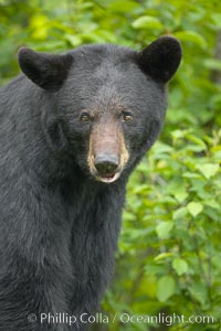 Black bear portrait.  American black bears range in color from deepest black to chocolate and cinnamon brown.  They prefer forested and meadow environments. This bear still has its thick, full winter coat, which will be shed soon with the approach of summer, Ursus americanus, Orr, Minnesota