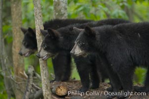 American black bear cubs, Ursus americanus, Orr, Minnesota
