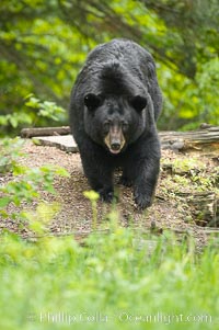 Black bear walking in a forest.  Black bears can live 25 years or more, and range in color from deepest black to chocolate and cinnamon brown.  Adult males typically weigh up to 600 pounds.  Adult females weight up to 400 pounds and reach sexual maturity at 3 or 4 years of age.  Adults stand about 3' tall at the shoulder, Ursus americanus, Orr, Minnesota