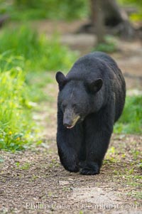 Black bear walking in a forest.  Black bears can live 25 years or more, and range in color from deepest black to chocolate and cinnamon brown.  Adult males typically weigh up to 600 pounds.  Adult females weight up to 400 pounds and reach sexual maturity at 3 or 4 years of age.  Adults stand about 3' tall at the shoulder, Ursus americanus, Orr, Minnesota