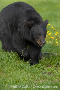 American black bear in grassy meadow, Ursus americanus, Orr, Minnesota