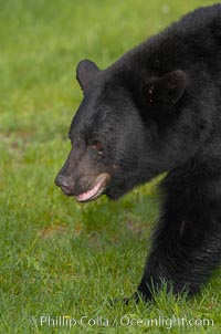 American black bear in grassy meadow, Ursus americanus, Orr, Minnesota