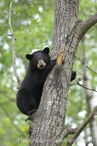 Black bear in a tree.  Black bears are expert tree climbers and will ascend trees if they sense danger or the approach of larger bears, to seek a place to rest, or to get a view of their surroundings, Ursus americanus, Orr, Minnesota