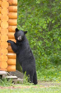 Black bear scratches an itch by rubbing against a log cabin, Ursus americanus, Orr, Minnesota