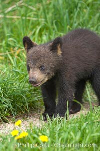 Black bear cub.  Black bear cubs are typically born in January or February, weighing less than one pound at birth.  Cubs are weaned between July and September and remain with their mother until the next winter, Ursus americanus, Orr, Minnesota