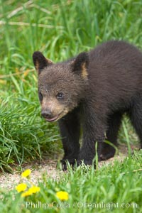 Black bear cub.  Black bear cubs are typically born in January or February, weighing less than one pound at birth.  Cubs are weaned between July and September and remain with their mother until the next winter, Ursus americanus, Orr, Minnesota