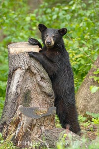 Black bears are expert tree climbers, and are often seen leaning on trees or climbing a little ways up simply to get a better look around their surroundings, Ursus americanus, Orr, Minnesota