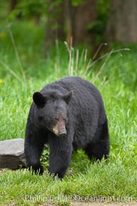 Black bear walking in a grassy meadow.  Black bears can live 25 years or more, and range in color from deepest black to chocolate and cinnamon brown.  Adult males typically weigh up to 600 pounds.  Adult females weight up to 400 pounds and reach sexual maturity at 3 or 4 years of age.  Adults stand about 3' tall at the shoulder, Ursus americanus, Orr, Minnesota