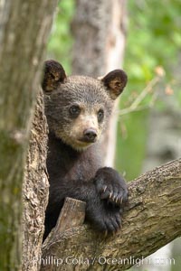 Black bear cub in a tree.  Mother bears will often send their cubs up into the safety of a tree if larger bears (who might seek to injure the cubs) are nearby.  Black bears have sharp claws and, in spite of their size, are expert tree climbers, Ursus americanus, Orr, Minnesota