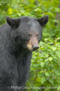 Black bear portrait.  American black bears range in color from deepest black to chocolate and cinnamon brown.  They prefer forested and meadow environments. This bear still has its thick, full winter coat, which will be shed soon with the approach of summer, Ursus americanus, Orr, Minnesota