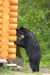 Black bear scratches an itch by rubbing against a log cabin, Ursus americanus, Orr, Minnesota