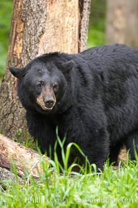 Black bear walking in a forest.  Black bears can live 25 years or more, and range in color from deepest black to chocolate and cinnamon brown.  Adult males typically weigh up to 600 pounds.  Adult females weight up to 400 pounds and reach sexual maturity at 3 or 4 years of age.  Adults stand about 3' tall at the shoulder, Ursus americanus, Orr, Minnesota