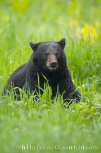 Black bear portrait sitting in long grass.  This bear still has its thick, full winter coat, which will be shed soon with the approach of summer.  Black bears are omnivores and will find several foods to their liking in meadows, including grasses, herbs, fruits, and insects, Ursus americanus, Orr, Minnesota