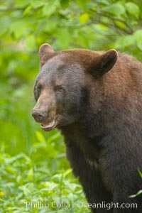 Black bear portrait.  American black bears range in color from deepest black to chocolate and cinnamon brown.  They prefer forested and meadow environments. This bear still has its thick, full winter coat, which will be shed soon with the approach of summer, Ursus americanus, Orr, Minnesota