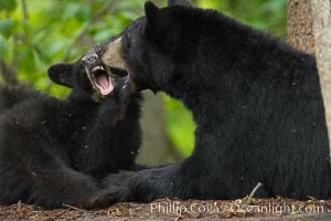 American black bear, mother and cub, Ursus americanus, Orr, Minnesota
