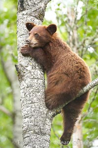 Black bear in a tree.  Black bears are expert tree climbers and will ascend trees if they sense danger or the approach of larger bears, to seek a place to rest, or to get a view of their surroundings, Ursus americanus, Orr, Minnesota