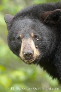 Black bear portrait.  Two ticks are visible below the bear's eye, engorged with blood.  American black bears range in color from deepest black to chocolate and cinnamon brown.  They prefer forested and meadow environments. This bear still has its thick, full winter coat, which will be shed soon with the approach of summer, Ursus americanus, Orr, Minnesota