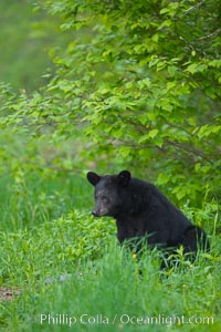 Black bear portrait sitting in long grass.  This bear still has its thick, full winter coat, which will be shed soon with the approach of summer.  Black bears are omnivores and will find several foods to their liking in meadows, including grasses, herbs, fruits, and insects, Ursus americanus, Orr, Minnesota