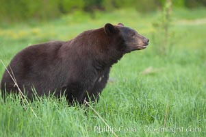 Black bear portrait sitting in long grass.  This bear still has its thick, full winter coat, which will be shed soon with the approach of summer.  Black bears are omnivores and will find several foods to their liking in meadows, including grasses, herbs, fruits, and insects, Ursus americanus, Orr, Minnesota