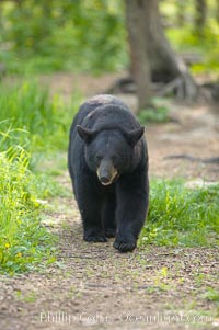 Black bear walking in a forest.  Black bears can live 25 years or more, and range in color from deepest black to chocolate and cinnamon brown.  Adult males typically weigh up to 600 pounds.  Adult females weight up to 400 pounds and reach sexual maturity at 3 or 4 years of age.  Adults stand about 3' tall at the shoulder, Ursus americanus, Orr, Minnesota