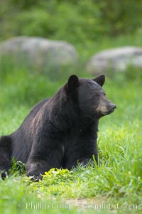 Black bear portrait sitting in long grass.  This bear still has its thick, full winter coat, which will be shed soon with the approach of summer.  Black bears are omnivores and will find several foods to their liking in meadows, including grasses, herbs, fruits, and insects, Ursus americanus, Orr, Minnesota