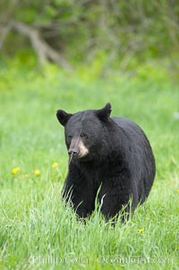 Black bear walking in a grassy meadow.  Black bears can live 25 years or more, and range in color from deepest black to chocolate and cinnamon brown.  Adult males typically weigh up to 600 pounds.  Adult females weight up to 400 pounds and reach sexual maturity at 3 or 4 years of age.  Adults stand about 3' tall at the shoulder, Ursus americanus, Orr, Minnesota