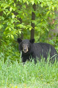 American black bear, Ursus americanus, Orr, Minnesota