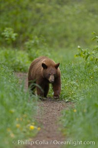 Black bear walking in a grassy meadow.  Black bears can live 25 years or more, and range in color from deepest black to chocolate and cinnamon brown.  Adult males typically weigh up to 600 pounds.  Adult females weight up to 400 pounds and reach sexual maturity at 3 or 4 years of age.  Adults stand about 3' tall at the shoulder, Ursus americanus, Orr, Minnesota