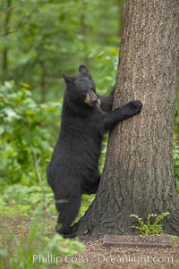 Black bear walking in a forest.  Black bears can live 25 years or more, and range in color from deepest black to chocolate and cinnamon brown.  Adult males typically weigh up to 600 pounds.  Adult females weight up to 400 pounds and reach sexual maturity at 3 or 4 years of age.  Adults stand about 3' tall at the shoulder, Ursus americanus, Orr, Minnesota