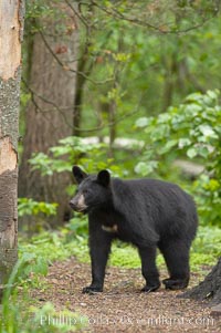 Black bear walking in a forest.  Black bears can live 25 years or more, and range in color from deepest black to chocolate and cinnamon brown.  Adult males typically weigh up to 600 pounds.  Adult females weight up to 400 pounds and reach sexual maturity at 3 or 4 years of age.  Adults stand about 3' tall at the shoulder, Ursus americanus, Orr, Minnesota