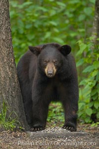 American black bear, cinnamon brown coloration, in forest, Ursus americanus, Orr, Minnesota