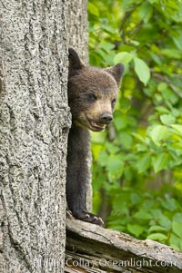 Black bear cub in a tree.  Mother bears will often send their cubs up into the safety of a tree if larger bears (who might seek to injure the cubs) are nearby.  Black bears have sharp claws and, in spite of their size, are expert tree climbers, Ursus americanus, Orr, Minnesota